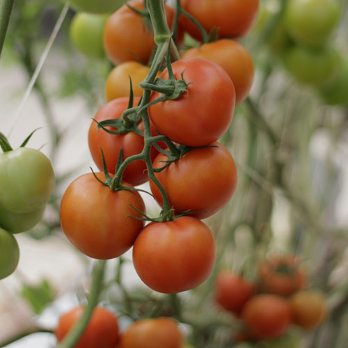 Subcategoria-Slide-Fotos-Conserves-vegetals3